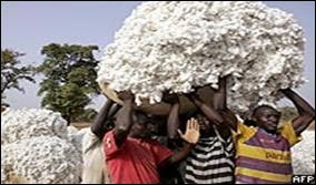 Bright Chihana - Chipata cotton farmer, Eastern province of Zambia